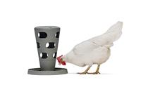 Beeztees kippen voertoren grijs 30x30x36cm kip - thumbnail