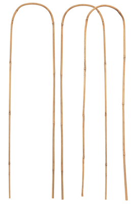 Connex Plantensteun 60X15Mm Bamboeboog 3St - FLOR78330