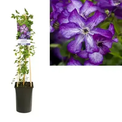 Kleinbloemige Clematis Viticella Super Nova PBR 75 cm klimplant