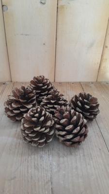 5 decoratie dennenappels Warentuin Natuurlijk - Warentuin natuurlijk