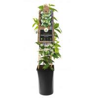 Toscaanse Jasmijn Trachelospermum Jasminoides 120 cm klimplant - thumbnail