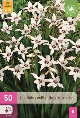 JUB x50 Gladiolus Callianthus