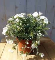 Convolvulus Cneorum zilverwinde Warentuin Natuurlijk - Warentuin natuurlijk - thumbnail