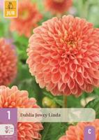 Dahlia jowey linda - thumbnail