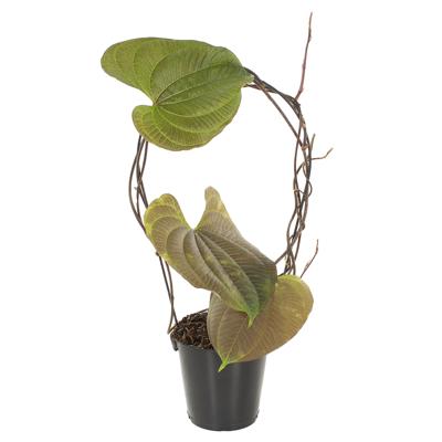 Dioscorea Bulbifera - P12