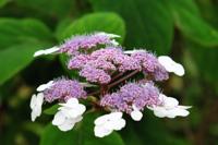 Fluweelhortensia - thumbnail