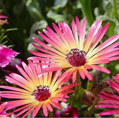 Dorotheanthus Bellidiformis zaden Magic Carpet ijsbloem Dorotheanthus Bellidiformis zaden Magic Carpet ijsbloem