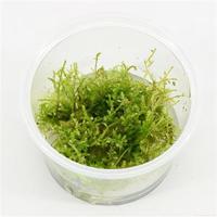 Vesicularia montagnei mos - 3 stuks - aquarium plant - thumbnail