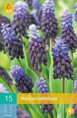 Muscari latifolium bloembollen 15 bollen Druifhyacint JUB - Jub