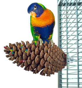 Back Zoo Nature foraging pine cone