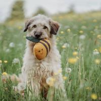 HUNTER Honden knuffel Florenz Hommel, geel/bruin - thumbnail
