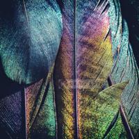 Afbeelding op acrylglas - Veren Pauw , Multikleur , 3 maten , Premium print - thumbnail