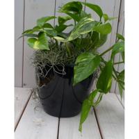 Epipremnum geelgroen zwarte/antraciete pot 25 cm Warentuin Natuurlijk - Warentuin natuurlijk - thumbnail