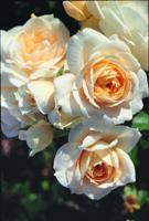 Oranje Stamroos - thumbnail