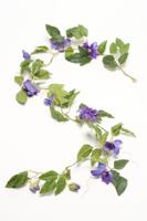 Zijdeplant Guirlande Clematis kunstplant Driesprong Collection - Driesprong collection - thumbnail