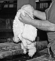 Shepherd Pantoffels Lina 6202025 Bruin-42 maat 42 - thumbnail