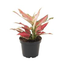 Aglaonema Hybrid red - P 12 cm - thumbnail