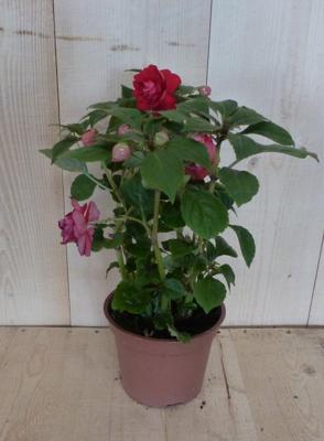 3 stuks! Vlijtig liesje dubbelbloemig Impatiens rood zomerbloeier Walleriana Impatiens Warentuin Natuurlijk - Warentuin natuurlijk