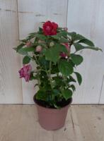 3 stuks! Vlijtig liesje dubbelbloemig Impatiens rood zomerbloeier Walleriana Impatiens Warentuin Natuurlijk - Warentuin natuurlijk - thumbnail