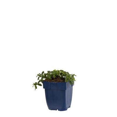 Helianthemum Cerise Queen vaste plant Griffioen - Griffioen