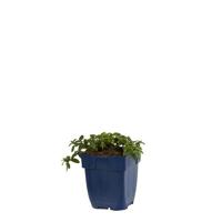 Helianthemum Cerise Queen vaste plant Griffioen - Griffioen - thumbnail