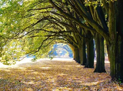 Anna's Collection tuinschilderij laan met bomen 78x58cm multi