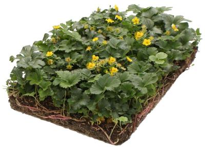 Plantenmat vasteplanten Waldsteinia Temnata Goudaardbei prijs per 1m2 cm Covergreen - Covergreen