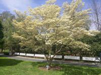 Oostamerikaanse kornoelje boom - thumbnail