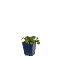 Malva moschata Alba vaste plant Griffioen - Griffioen - thumbnail