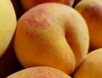 Dwergperzik - thumbnail