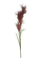 Reed grass spray red 145cm - thumbnail
