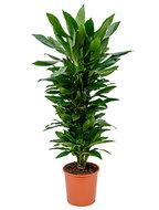 Dracaena janet lind XL kamerplant