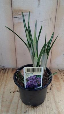 3 stuks! Bolletjes Krokus blauw Warentuin Natuurlijk - Warentuin natuurlijk