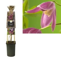 Roze bosrank (Clematis alpina "Ruby") klimplant - thumbnail