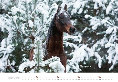 Paarden Kalender 2026 Groot