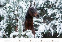 Paarden Kalender 2026 Groot - thumbnail