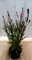 Gaura Prachtkaars Oenothera lindheimeri donkerroze Warentuin Natuurlijk - Warentuin natuurlijk - thumbnail