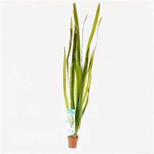 Vallisneria gigantea rubra - 10 stuks - aquarium plant Vallisneria gigantea rubra - 10 stuks - aquarium plant