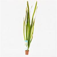 Vallisneria gigantea rubra - 10 stuks - aquarium plant - thumbnail