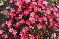 Steenbreek - thumbnail