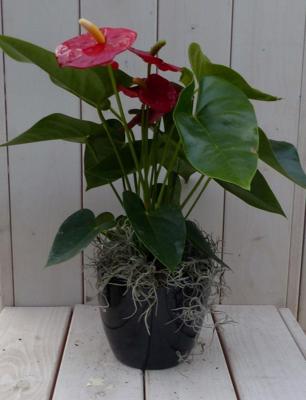 Flamingoplant Anthurium rood in zwarte/antraciete pot 40 cm Warentuin Natuurlijk - Warentuin natuurlijk Flamingoplant Anthurium rood in zwarte/antraciete pot 40 cm Warentuin Natuurlijk - Warentuin natuurlijk
