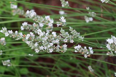Witte lavendel