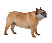 TRIXIE MUILKORF VOOR RASSEN MET PLATTE NEUS POLYESTER GRIJS S-M 40 CM 2 ST - thumbnail