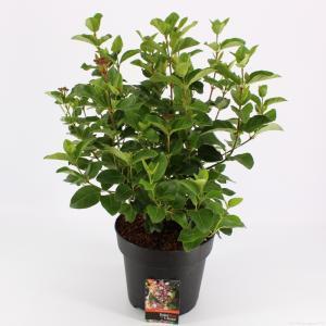 Sneeuwbal (Viburnum tinus “Lisa Rose”®) heester - 40-50 cm (C7) - 6 stuks