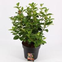 Sneeuwbal (Viburnum tinus “Lisa Rose”®) heester - 40-50 cm (C7) - 6 stuks - thumbnail