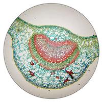 BRESSER Microscoop Plan Oculair 10x (diameter 30 mm) - thumbnail