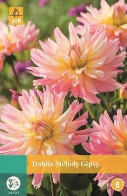 Dahlia Melody Gipsy roze/geel 1 bloembol Dahlia JUB - Jub Dahlia Melody Gipsy roze/geel 1 bloembol Dahlia JUB - Jub