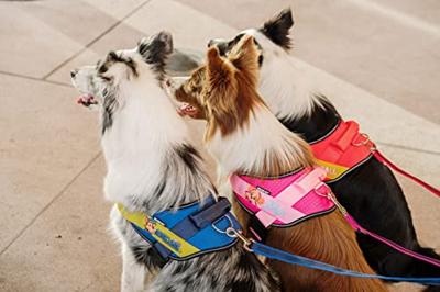 JK9® Paw Patrol Hondentuig Chase - Maat S