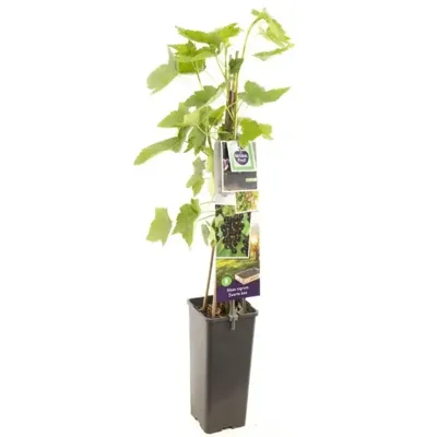 Zwarte bes (ribes nigrum) fruitplanten - In 2 liter pot - 1 stuks