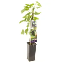 Zwarte bes (ribes nigrum) fruitplanten - In 2 liter pot - 1 stuks - thumbnail